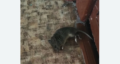 Дезинфекция от мышей в Пушкине